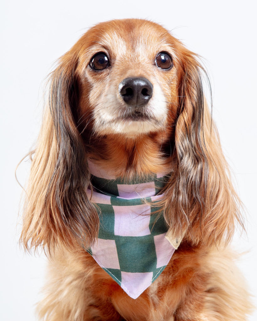 Brooklyn Checkered Dog Bandana Wear THE PAWS