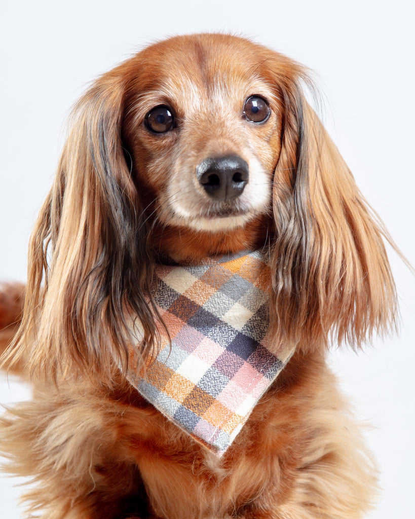 Aspen Flannel Dog Bandana (Made in the USA) wear Crew LaLa