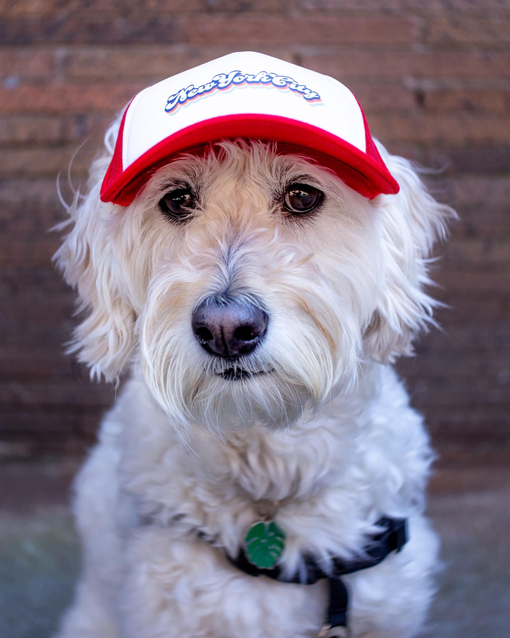 Dog trucker shops hat