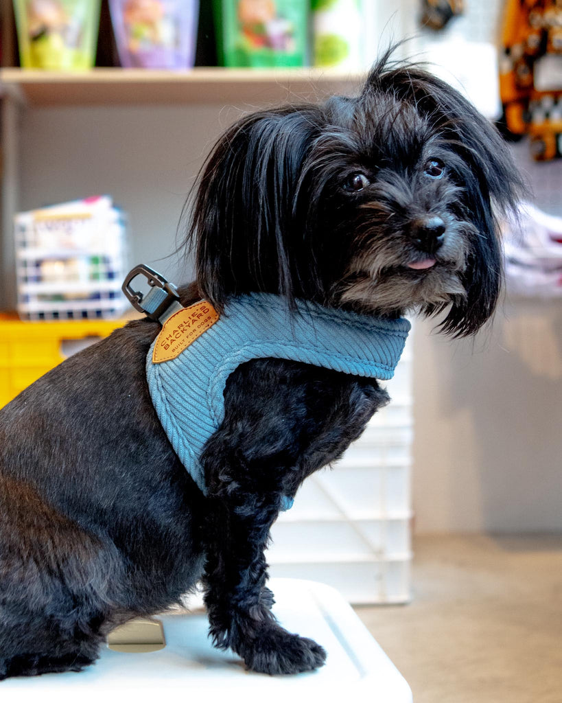 "Roy" Corduroy Buckle Up Easy Dog Harness in Baby Blue Walk CHARLIE'S BACKYARD