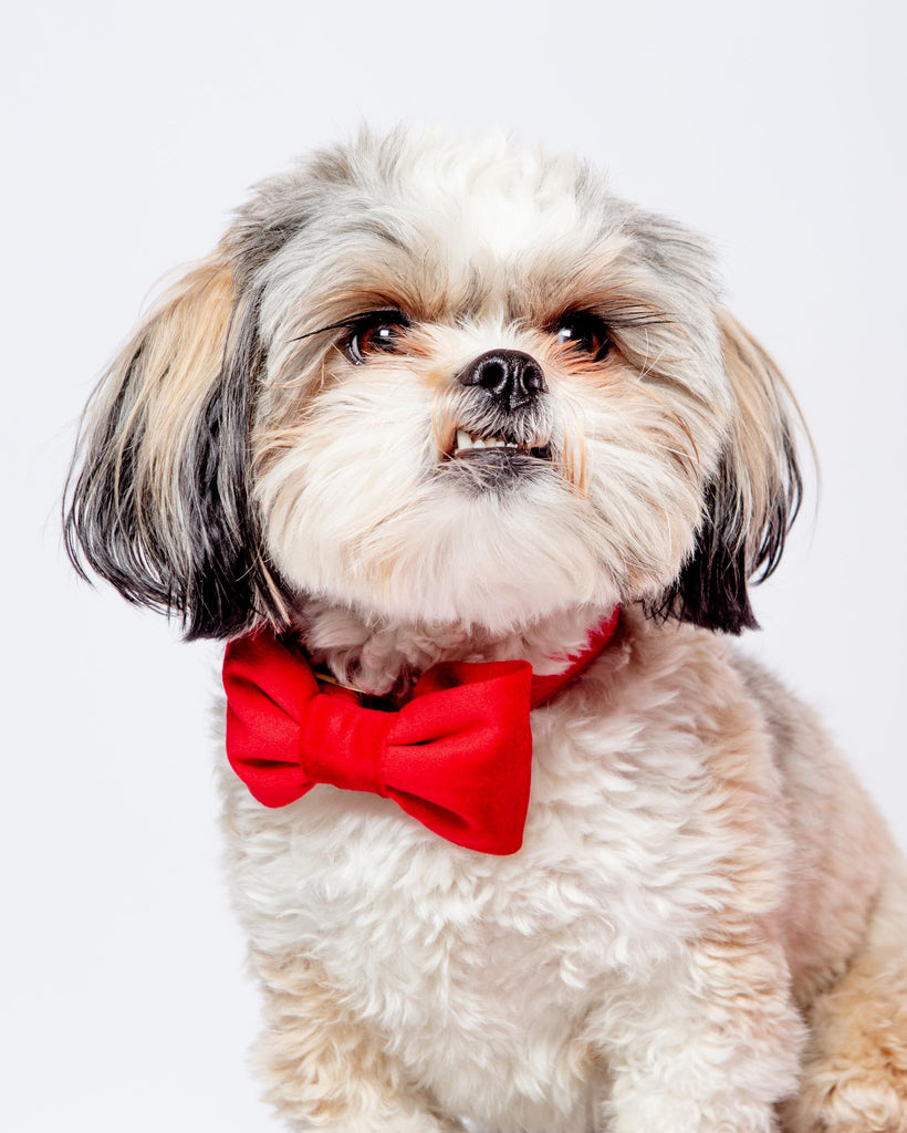 Cranberry Velvet Dog Bow Tie (Made in the USA) Wear THE FOGGY DOG