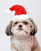 HoHoHo Santa Party Hat + Play Toy for Dogs