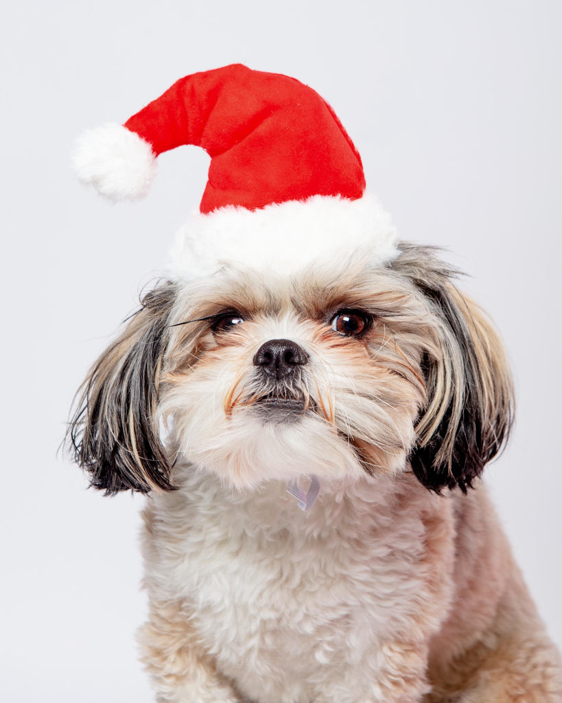 HoHoHo Santa Party Hat + Play Toy for Dogs Wear THE WORTHY DOG