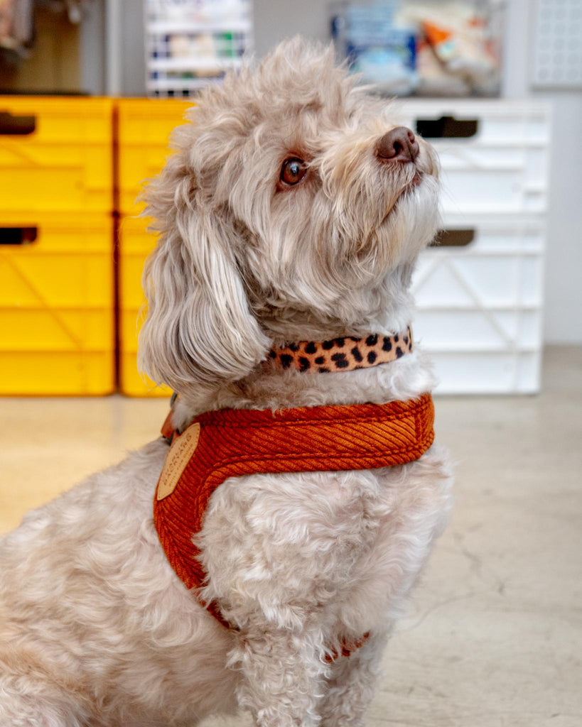 "Roy" Corduroy Buckle Up Easy Dog Harness in Tan Walk CHARLIE'S BACKYARD