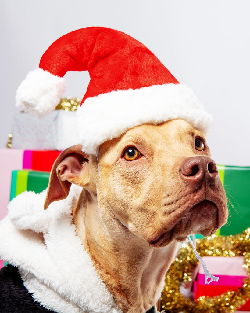 HoHoHo Santa Party Hat + Play Toy for Dogs Wear THE WORTHY DOG