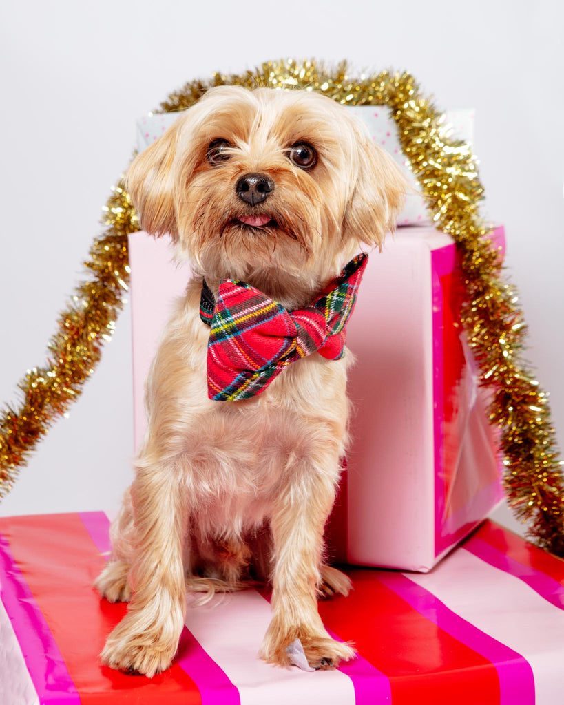 Tartan Plaid Flannel Dog Bow Tie WALK THE FOGGY DOG