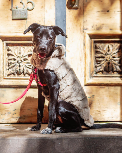 THE WORTHY DOG | Faux Fur Dog Coat in Ivory | DOG & CO.