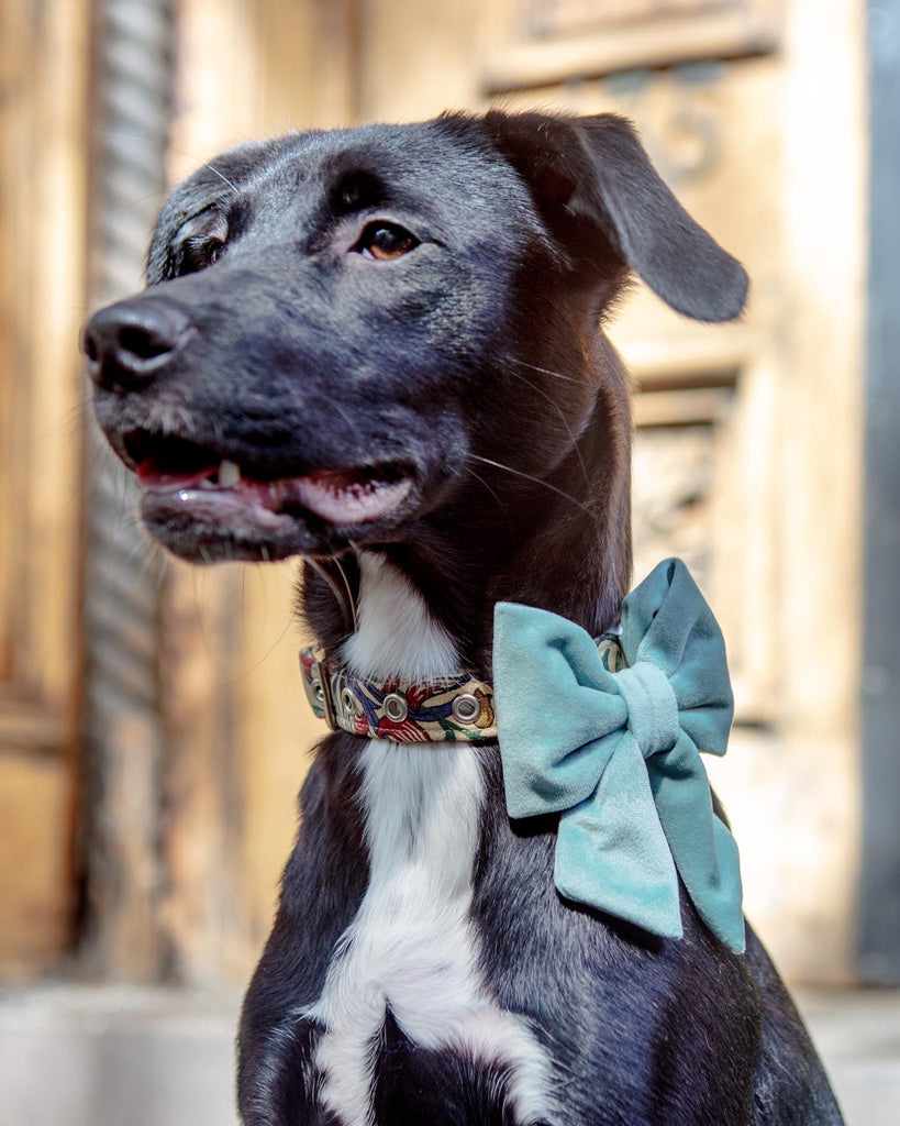 Eyelet Stripe Dog Collar – The Foggy Dog