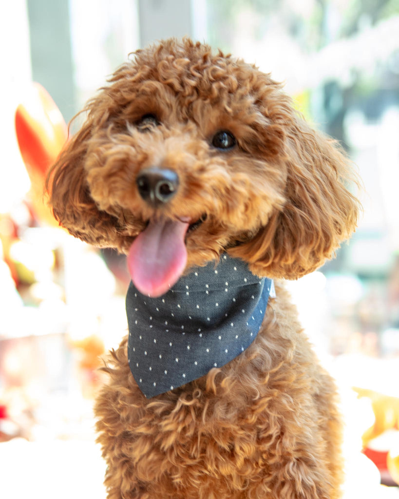 Denim Polka Dot Bandana Wear MODERN BEAST   