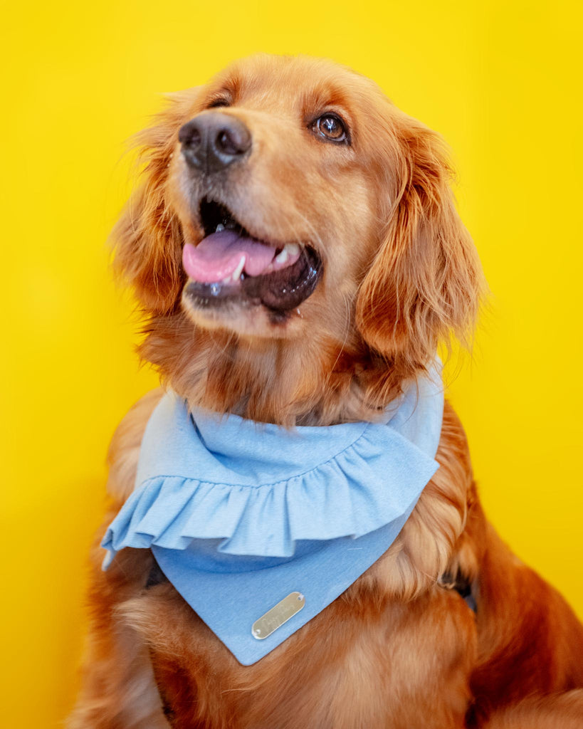 Chambray Ruffle Bandana for Dogs (Made in the USA) (FINAL SALE) Wear DOGGY PAWS