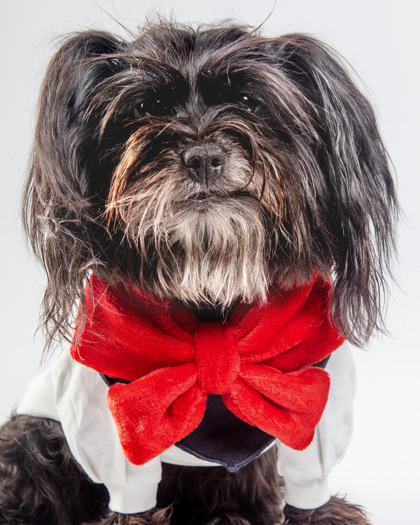 Red Velour Bow Dog Bandana Wear COLETTE ET GASTON   