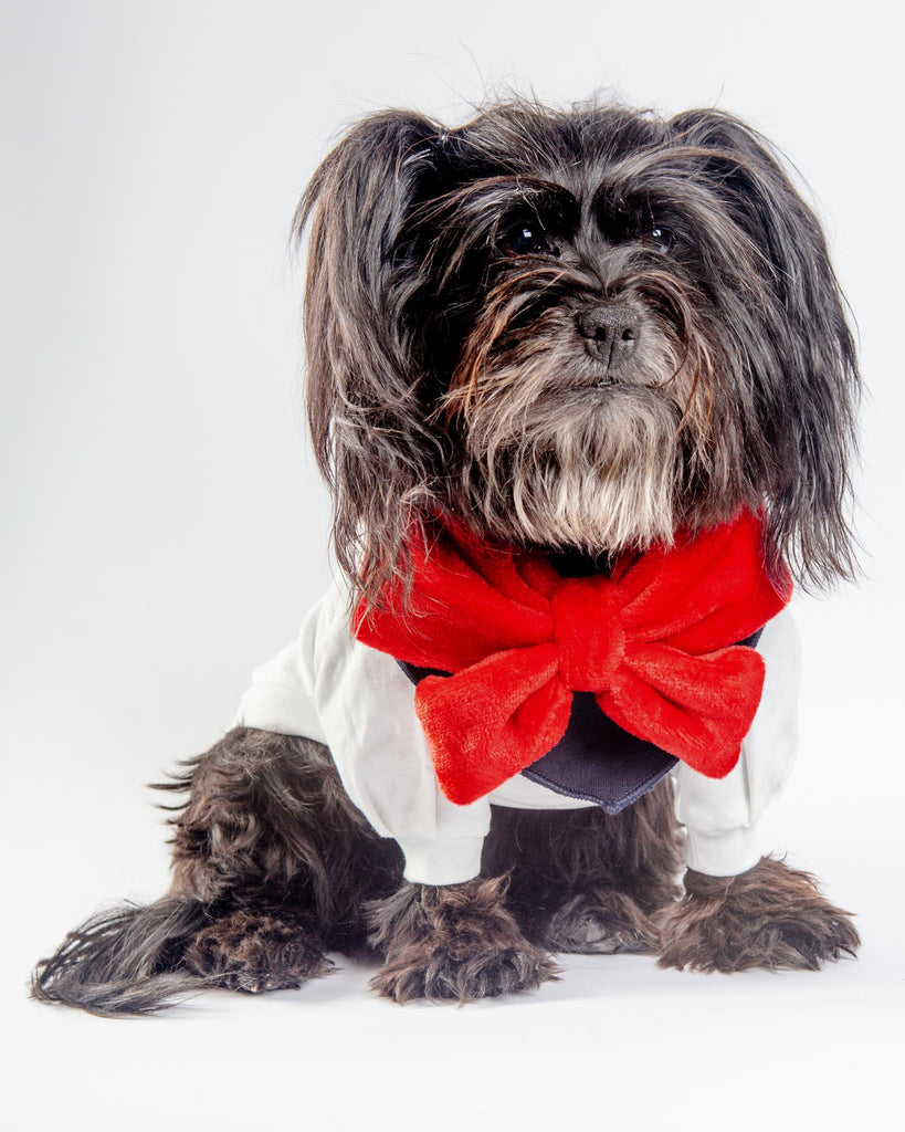 Red Velour Bow Dog Bandana Wear COLETTE ET GASTON   