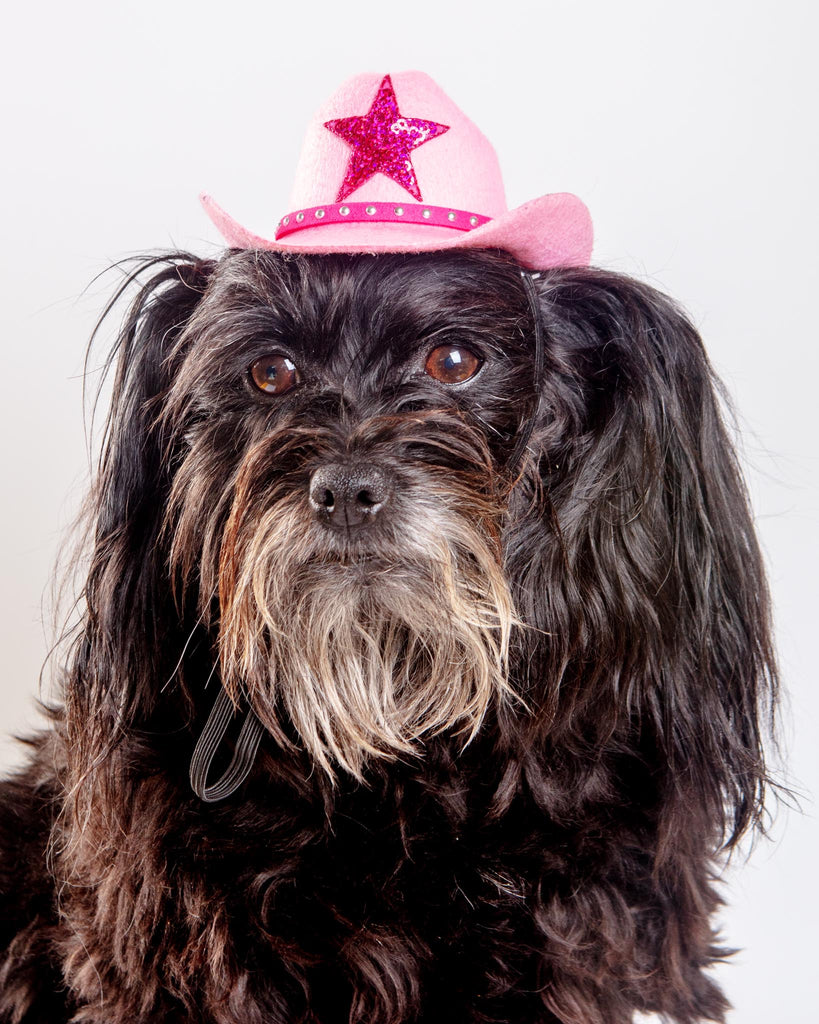 Cowboy Hat for Dogs in Black or Pink Wear HEADS OR TAILS PUP   