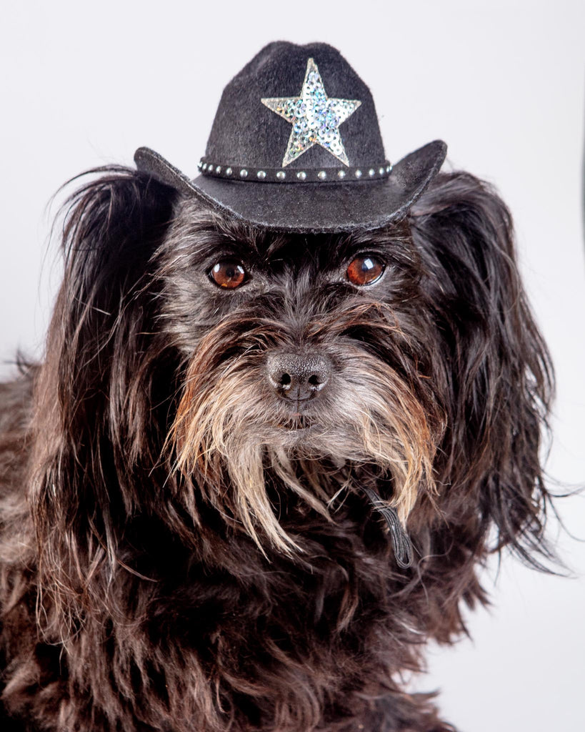 Cowboy Hat for Dogs in Black or Pink Wear HEADS OR TAILS PUP   