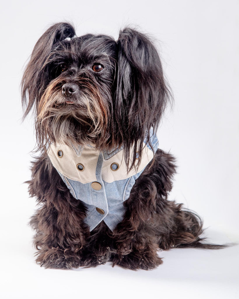 Maverick Denim Dog Shirt Wear GIGI'S USA   