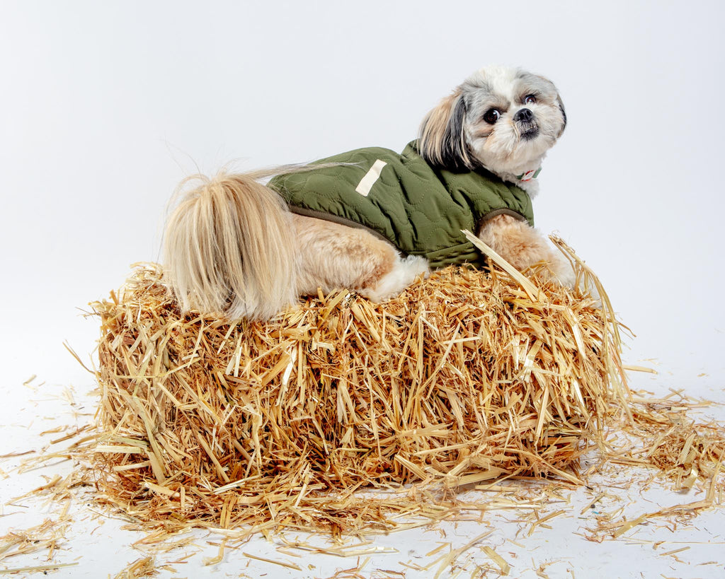 Reversible Nara Jacket for Dogs Wear FUZZYARD   