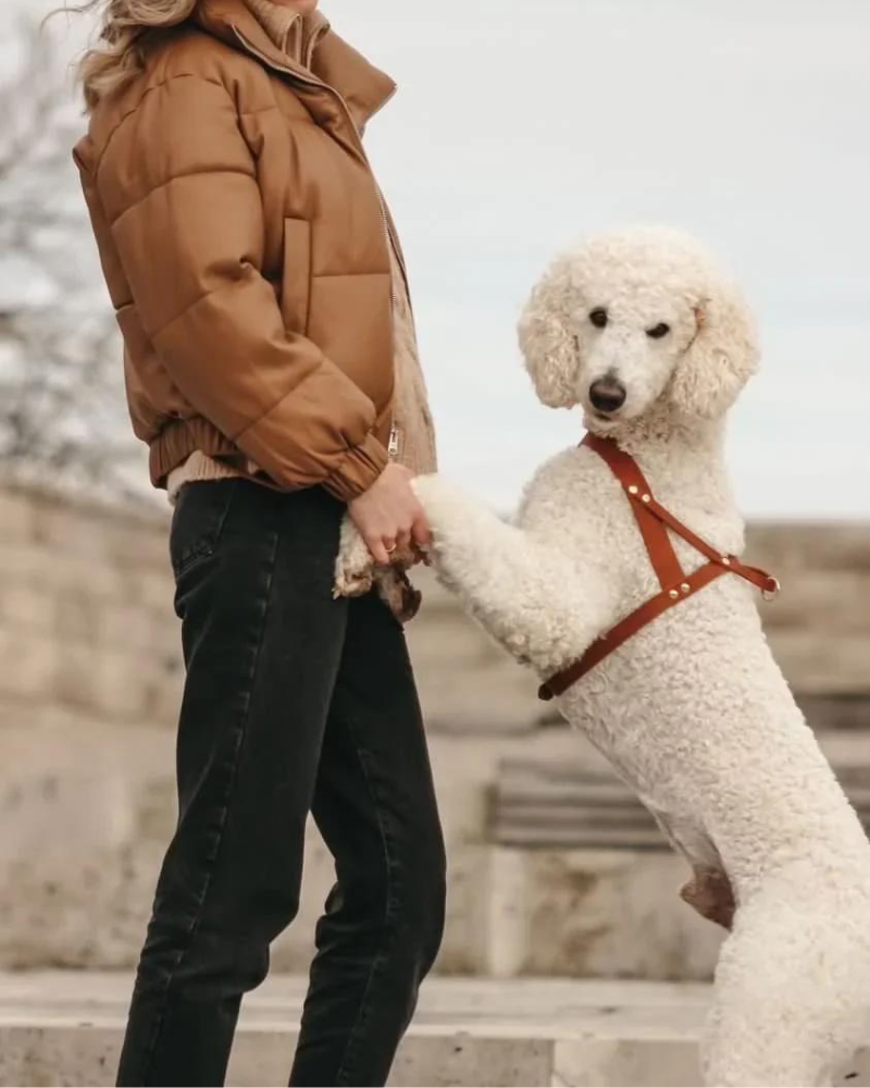 Butter Leather Dog Harness in Sahara Cognac (Made in Austria) WALK MOLLY & STITCH   