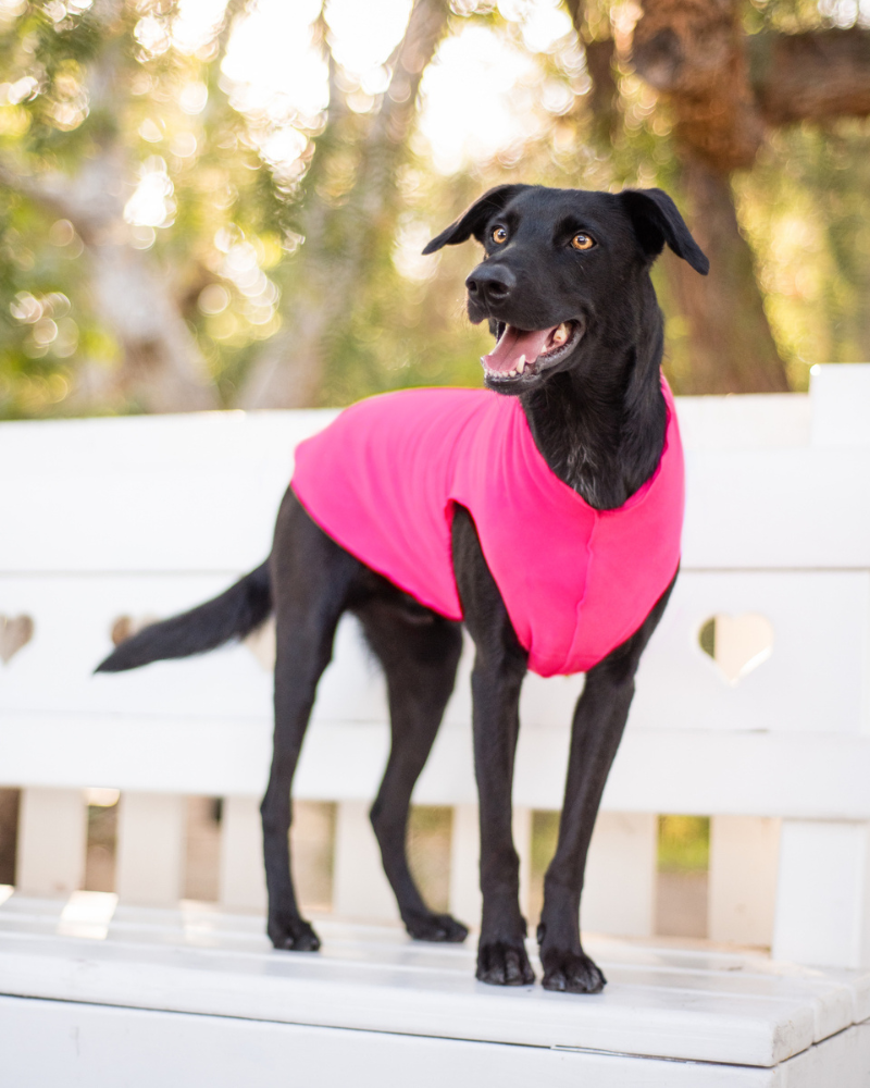 Pullover Stretch Dog Fleece in Neon Pink (Made in the USA) Wear GOLD PAW   