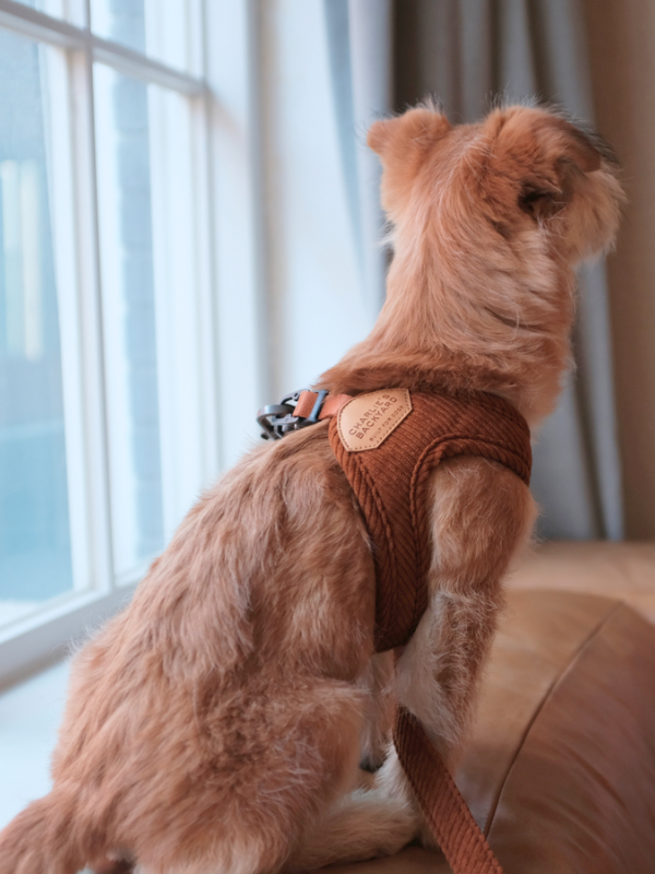 "Roy" Corduroy Buckle Up Easy Dog Harness in Tan Walk CHARLIE'S BACKYARD