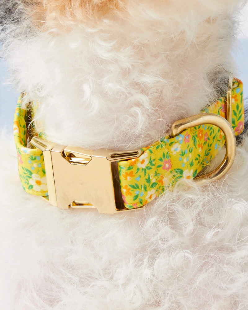 Sunny Meadow Spring Dog Collar (Made in the USA) WALK THE FOGGY DOG