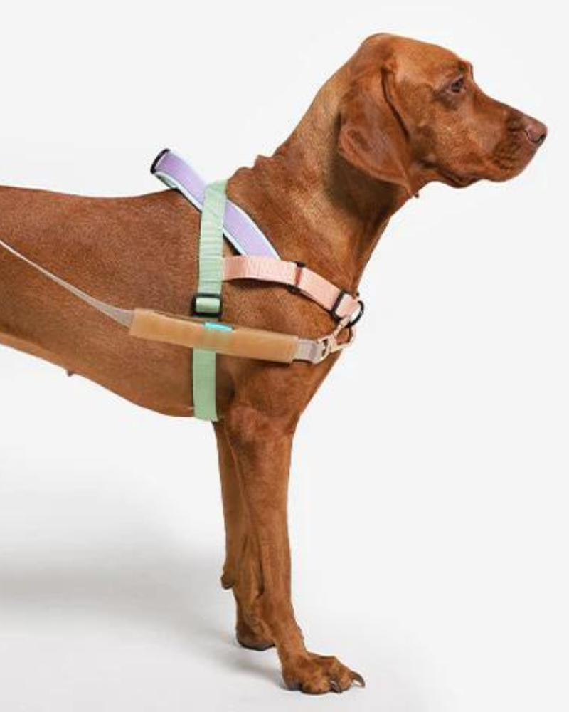 SofterWalk No-Pull Dog Harness in Peach (FINAL SALE) WALK ZEE.DOG   