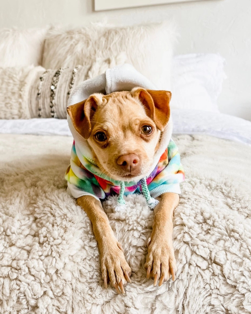 Tie Dye Dog Hoodie in Pastel Rainbow Wear SHANNA'S TIE DYE