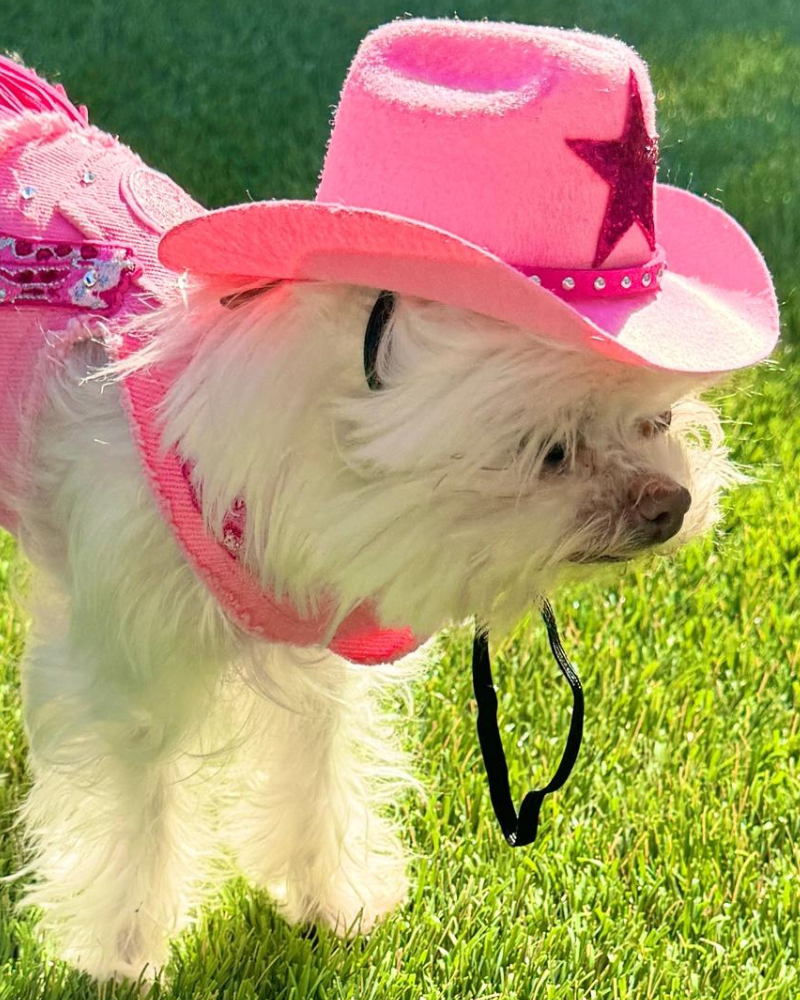 Cowboy Hat for Dogs in Black or Pink Wear HEADS OR TAILS PUP   