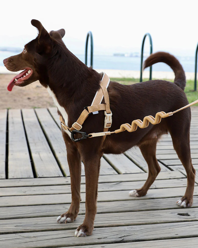 SofterWalk No-Pull Dog Harness in Dune WALK ZEE.DOG