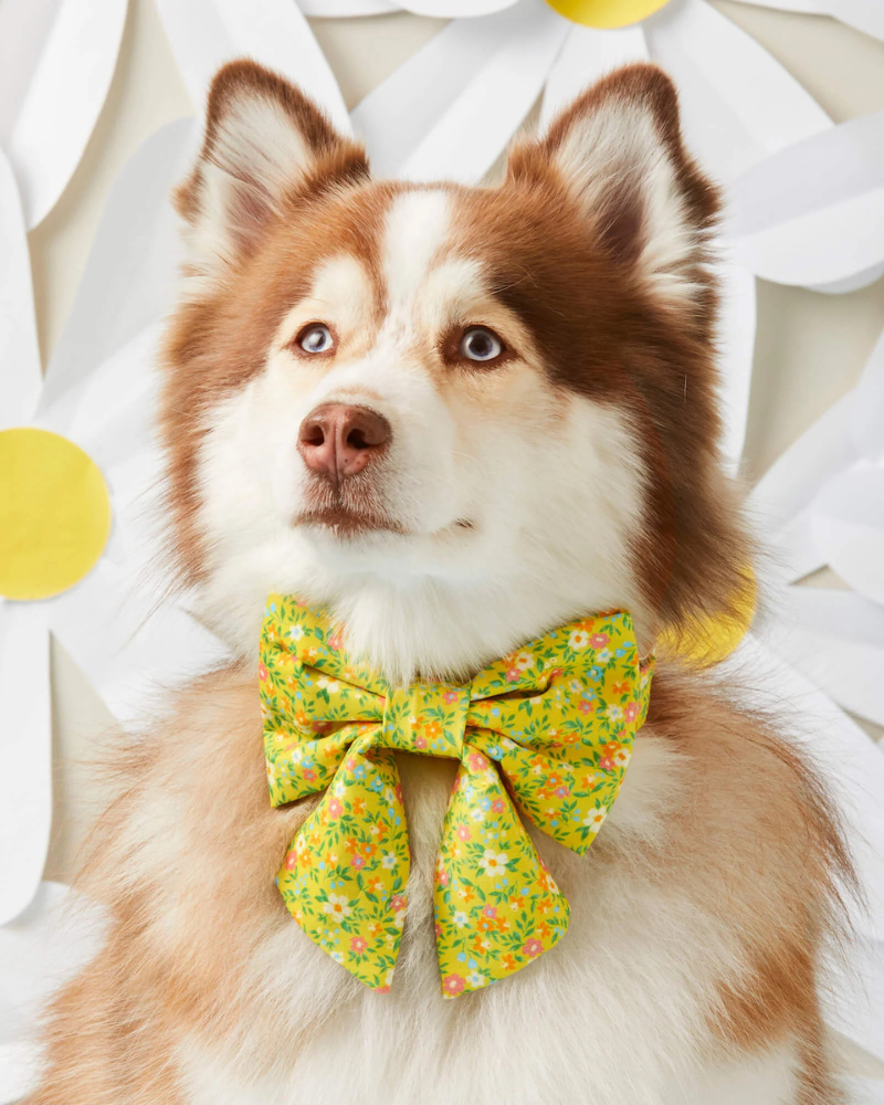 Sunny Meadow Spring Lady Dog Bow Wear THE FOGGY DOG