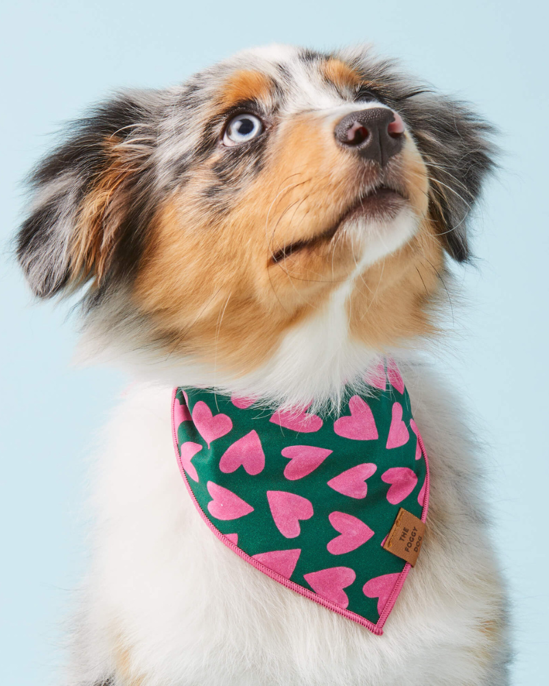 Lovestruck Dog Bandana (Made in the USA) Wear THE FOGGY DOG