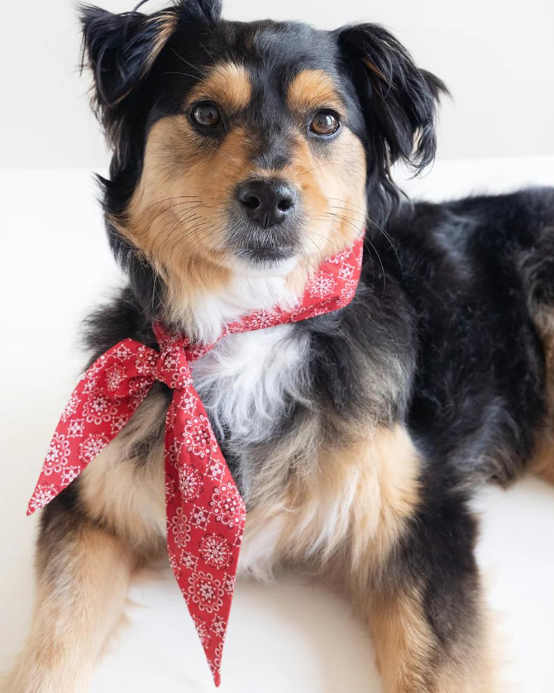 Classic Red Necktie for Dogs (Made in the USA) Wear MODERN BEAST   