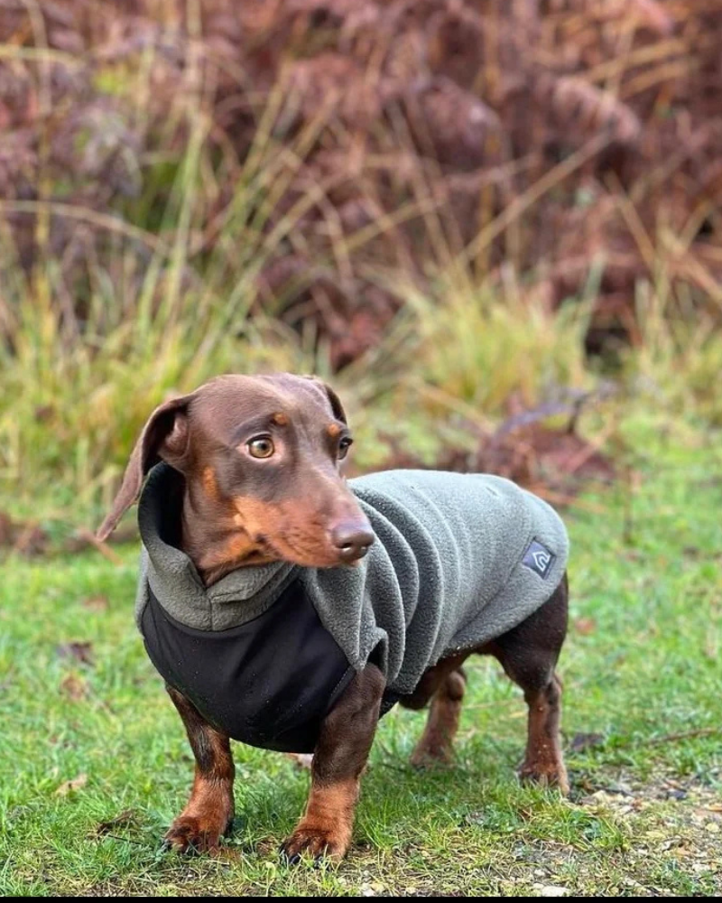 Dachshund Fleece Jumper with Waterproof Belly Panel (Made in the UK) Wear DOGHOUSE