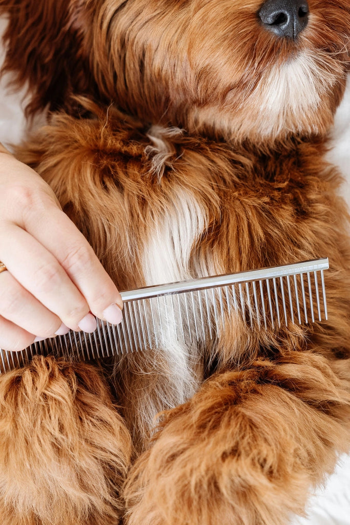 Everyday Comb for Dogs HOME PUPWELL