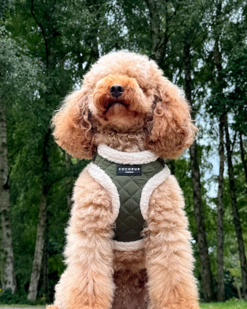 Quilted Adjustable Dog Harness in Khaki WALK COCOPUP LONDON