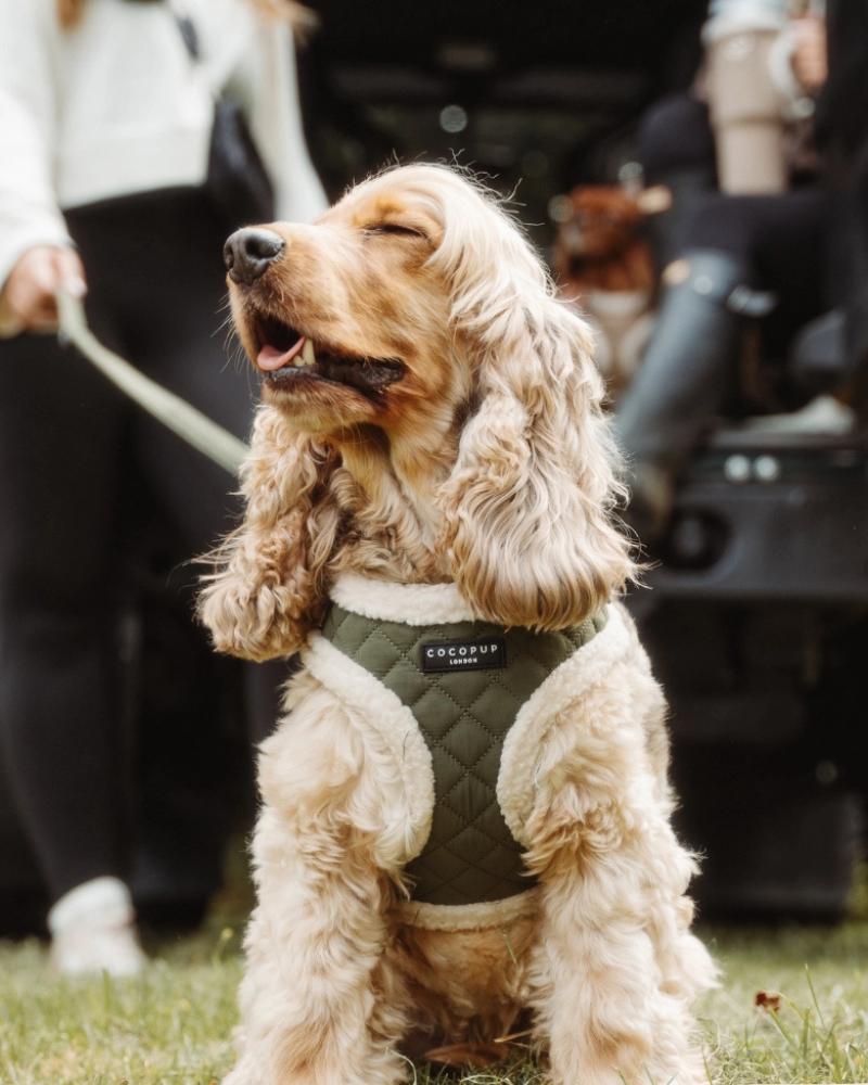 Quilted Adjustable Dog Harness in Khaki WALK COCOPUP LONDON