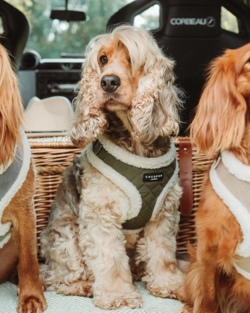 Quilted Adjustable Dog Harness in Khaki WALK COCOPUP LONDON