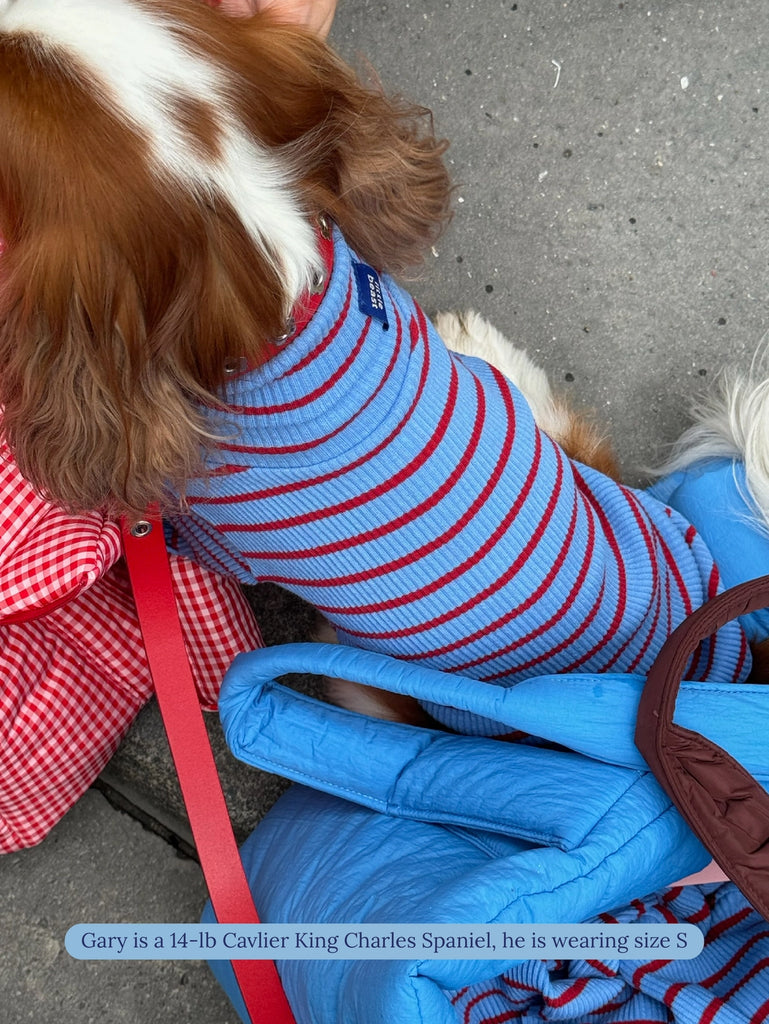 Student Loan Dog Shirt Wear LITTLE BEAST   