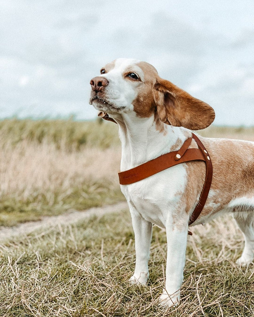 Butter Leather Dog Harness in Sahara Cognac (Made in Austria) WALK MOLLY & STITCH