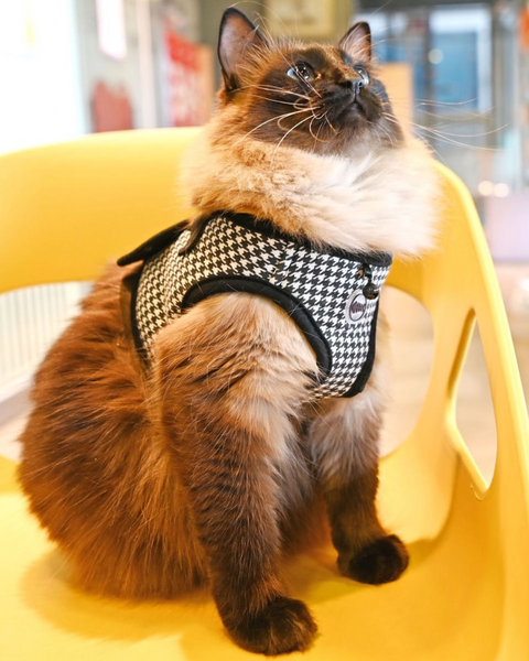 Pet Supplies : CATSPIA Houndstooth Cat Collar, Small, Beige : Pet