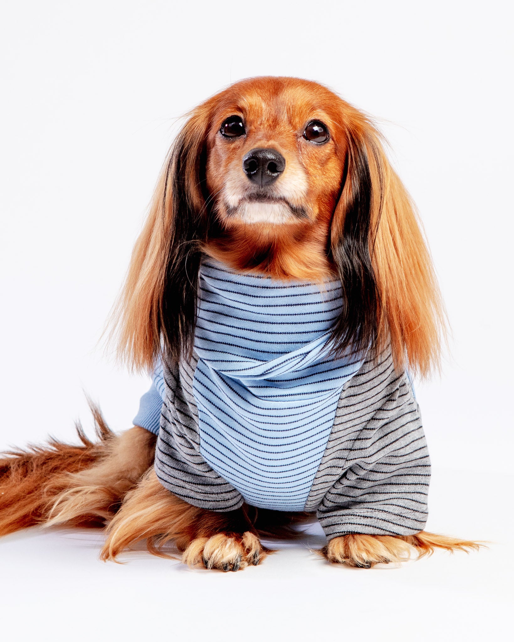 Cotton shirts for dogs hotsell