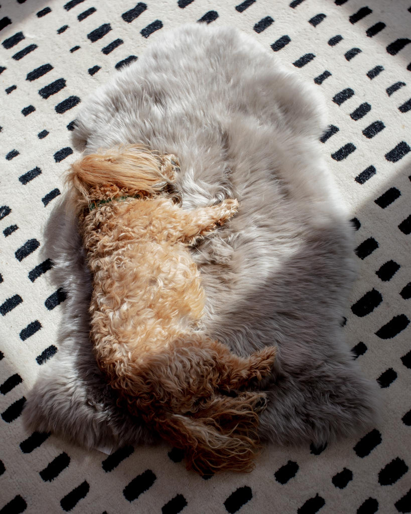 Natural Sheepskin Pet Throw in Chateau Grey (25"x37") HOME THE MOOD   