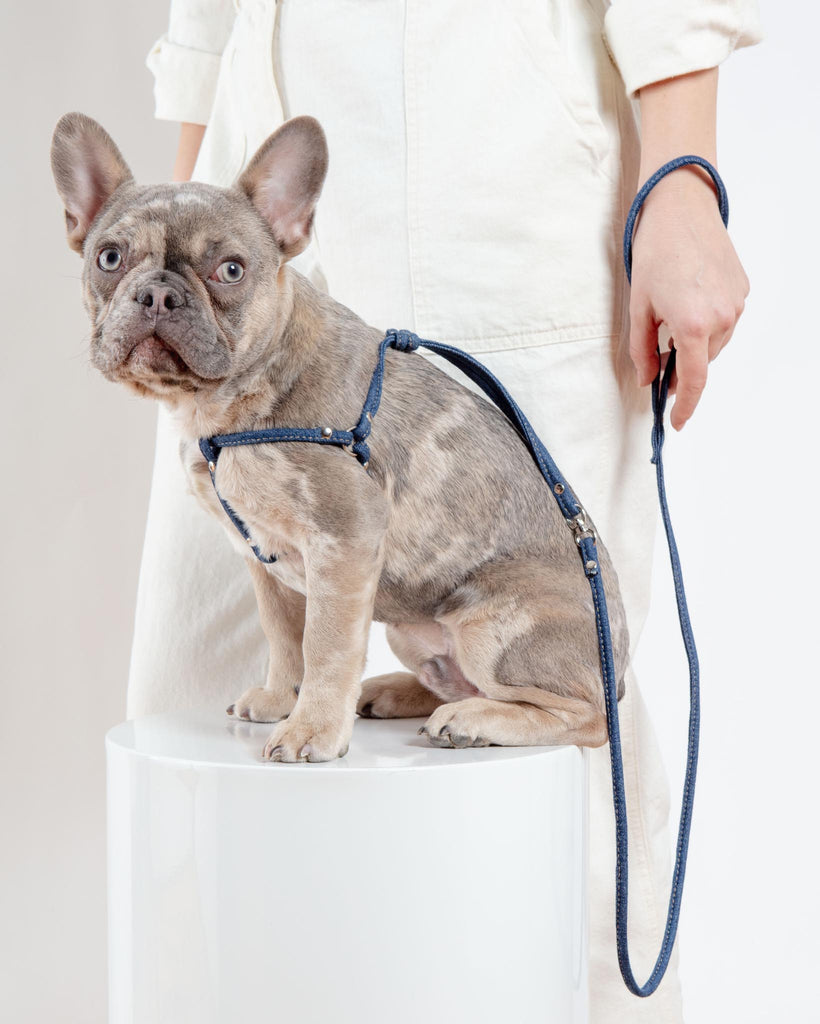 French Bulldog harness white