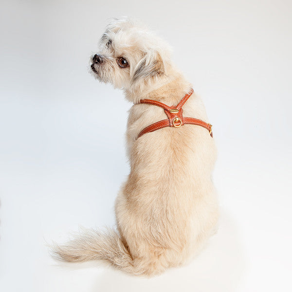 Petego La Cinopelca Elegance Tubular Dog Harness, Monogrammed, Beige, Small
