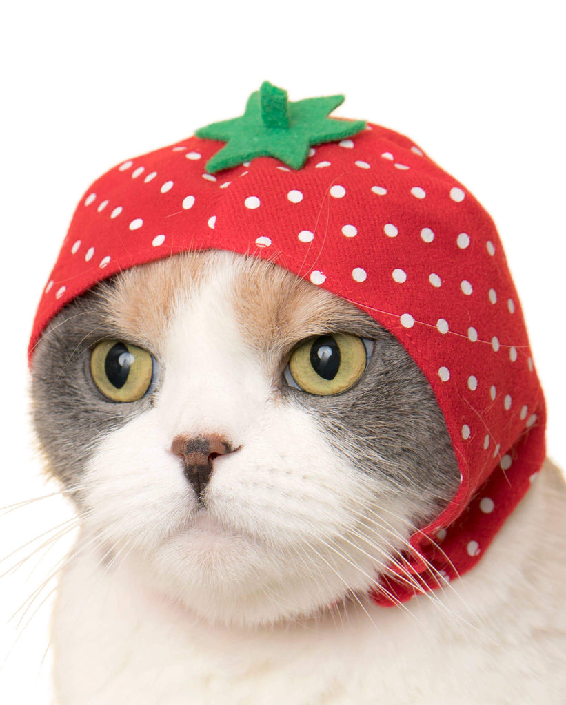 Candy Cat Cap Blind Box – JapanLA